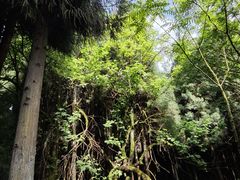 -武陵山森林公园