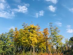 -春花秋色城市公园