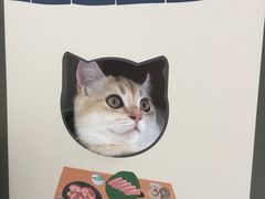 -猫十亿·布偶金渐层·曼基康矮脚猫舍(青年路店)