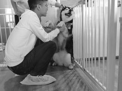 -Husky Go! 哈士奇体验馆·宠物咖啡厅狗咖