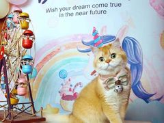 -超宠爱宠物摄影-Super pet