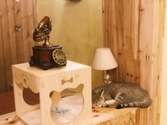 -猫色咖啡·猫咖