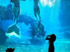 -涛·海底餐厅·美人鱼·自助餐·海底隧道(三亚海棠湾洲际度假酒店)