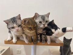 -有喵·猫咖·狗咖·40+猫狗有小奶狗(岗厦店)