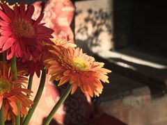 -福照楼汽锅鸡·云南菜(护国路店)