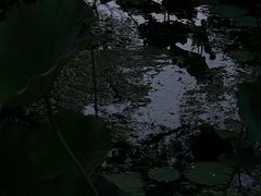 -望湖公园