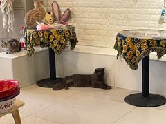 -平行世界·猫咖(首经贸店)