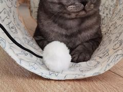 -喜多萌中农锦绣动物医院24H·猫科·牙科MRI·CT
