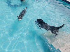 -趣玩宠物乐园寄养训犬训狗游泳池