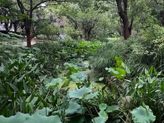 -陈家山荷花公园