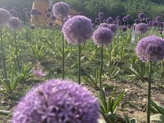 -苏州上方山国家森林公园