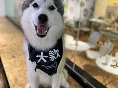 -Husky Go! 哈士奇体验馆·宠物咖啡厅狗咖