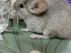 -雨林宠物医院 非犬猫异宠专科