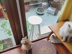 -楼上猫咖(罗湖店)