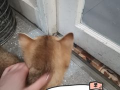 -共舞时光猫咖·狗咖(新街口店)