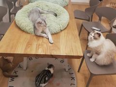 -有喵·猫咖·狗咖·30几只猫10只小狗(岗厦店)