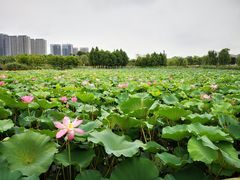 -紫薇公园