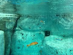 -海合安成都极地海洋公园