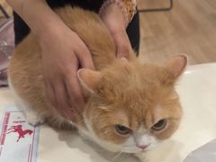 -乐琪宠物医院·犬猫专科·骨外科·急重症