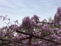 -嘉定紫藤园