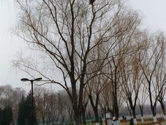 -莲花池公园