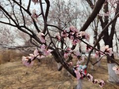 -大兴滨河森林公园