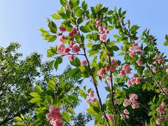 -铁山坪森林公园