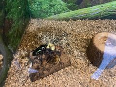 -上海大自然野生昆虫馆