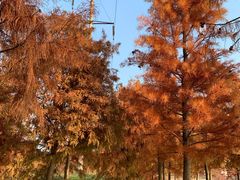 -上海海湾国家森林公园