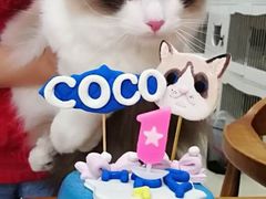 -东方名猫馆·英短金渐层布偶猫舍(环线广场1号楼店)