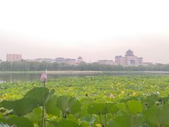 -莲花池公园