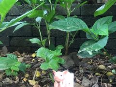 -风车面包