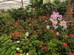 -南宫五洲植物乐园