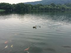 -西湖外事游船(花港观鱼码头)