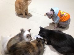 -藏猫猫咖啡主题馆(中央大道店)