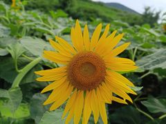 -井塘古村