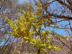 -秦岭终南山世界地质公园翠华山景区