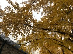 -三里屯东五街银杏大道