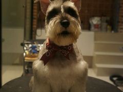 -Oh My Dog宠物沙龙(伊珊娜皮毛护理店)