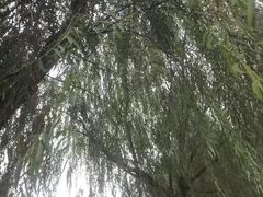 -万源龙顺度假庄园生态观光园