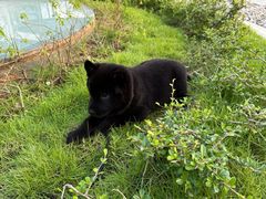 -瑞鹏宠物医院·普外科·影像科·皮肤科(城市山谷分院)