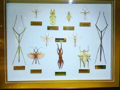 -上海昆虫博物馆