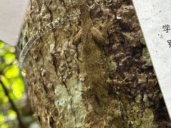 -海南热带雨林国家公园吊罗山景区