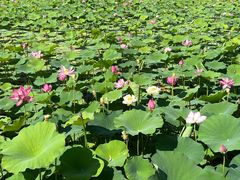 -莲花池公园