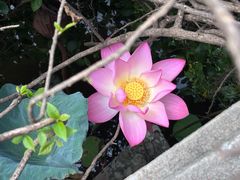 -荔湾湖公园