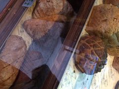 JUICY&nbsp;BREAD&CHEESE-Juicy Bakery(大学路店)