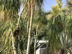 -深圳仙湖植物园
