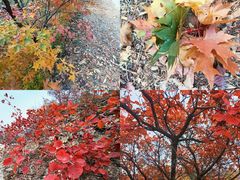 -北京西山国家森林公园