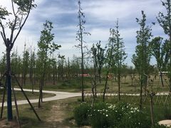 -上海长兴岛郊野公园