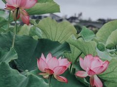 -和顺古镇